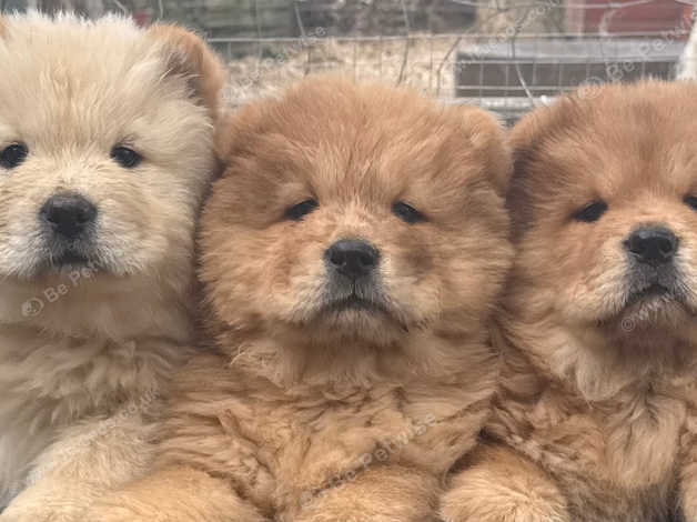miniature chow for sale