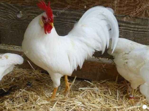 A handsome Leghorn cockerel, Free to good home. in Newtown