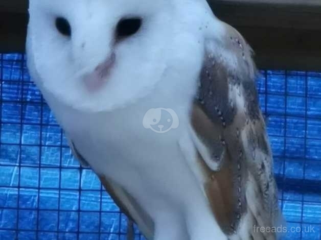 Proven Breeding Pair Of Barn Owls For Sale In Swansea Sa2 On