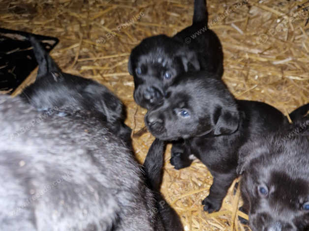 Labrador 2024 x malamute