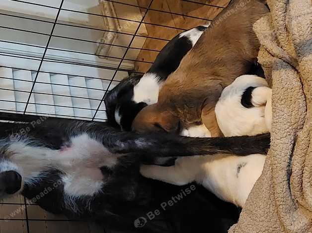 Bedlington Lurcher in Kent Pets Freeads