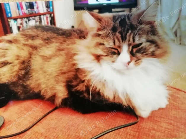 Cat Missing Long Haired Tabby With White Feet Missing From Leeds