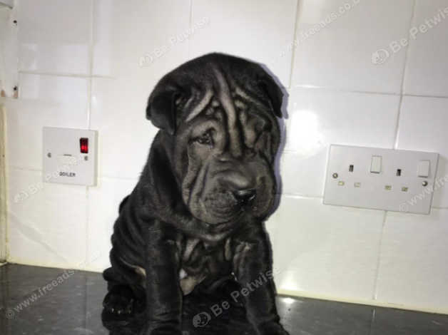 Shar Pei Puppies In Tower Hamlets E14 On Freeads Classifieds