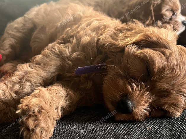 Deep Red Fox Cavapoo in Stourport-on-Severn on Freeads Classifieds ...