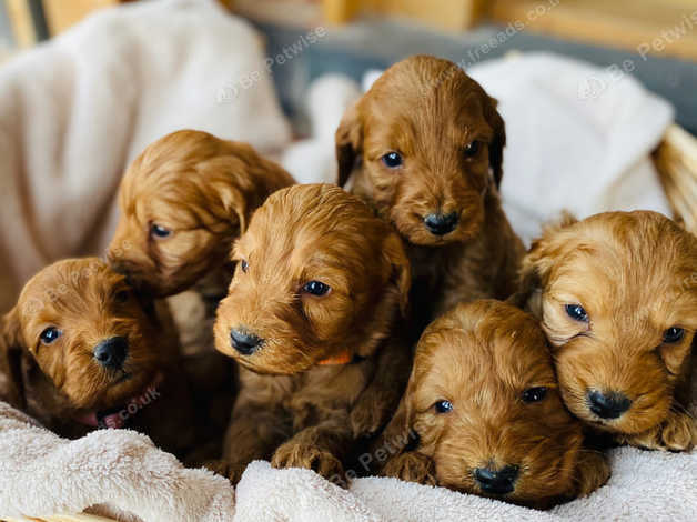 Miniature best sale f1 cockapoo