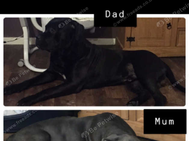 Cane Corso Mastiff Chunky Male Puppy In Telford