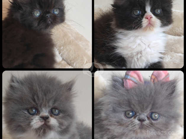 Persian Cats And Kittens Uk | Find Kittens And Cats At Freeads Uk'S #1  Classified Ads