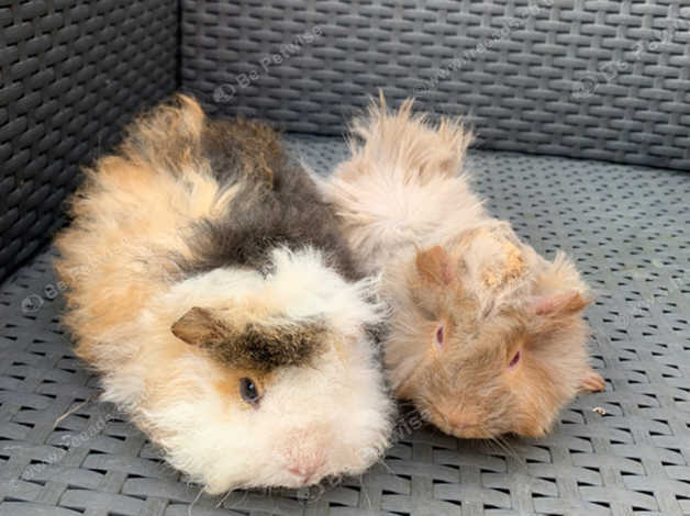 2 Handsome Baby Long Haired Male Guinea Pigs In Wokingham Rg40 On