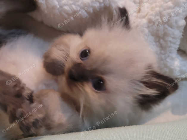 Ragdoll x Persian kittens for sale