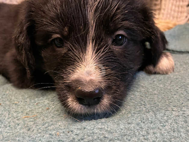 cocker spaniel border collie mix puppies