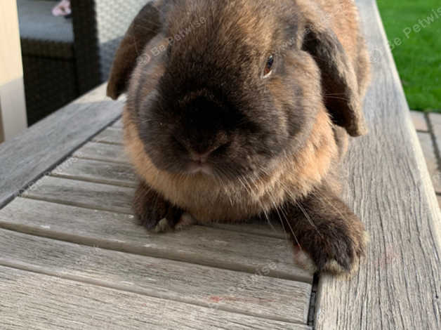 Adult Female Mini Lop For 5 Pet Home In Wokingham Rg40 On Freeads Classifieds Mini Lops Classifieds