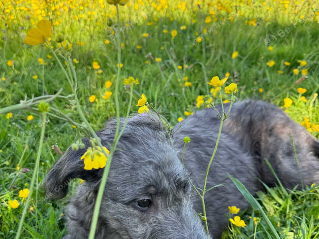 Kc Reg Pedigree Scottish Deerhound Puppies in Bude EX23 on Freeads ...