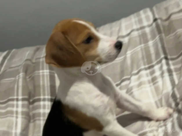 Purebred beagles deals for sale