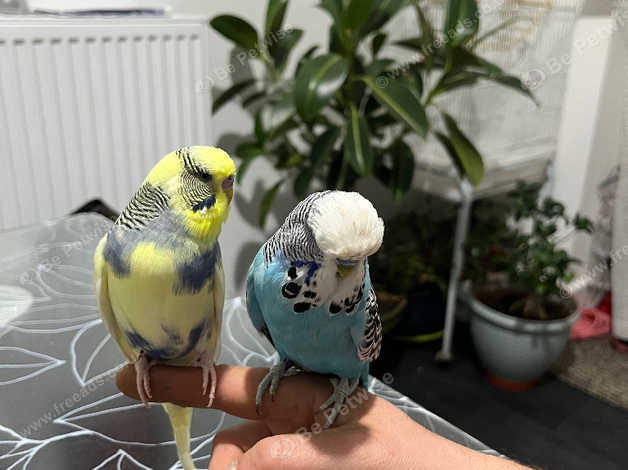 Hand Tame Budgies Plus Cage in Canterbury on Freeads Classifieds ...