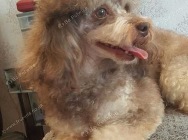 phantom chocolate poodle