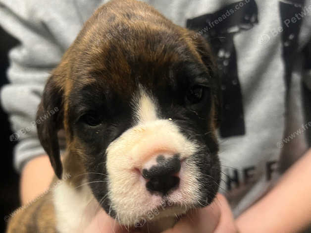 Boxer Puppies For Sale in Sheffield, South Yorkshire