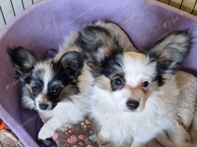 Papillon puppies for sale best sale near me