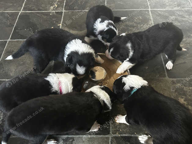 Border Collie Puppies For Sale - 3 Boys/ 3 Girls in Barnsley S71 on ...