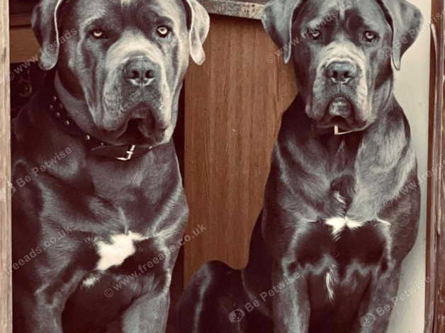 can a aidi and a cane corso be friends