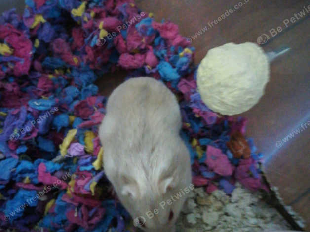 Russian Dwarf Hamster For Free In Newry On Freeads Classifieds