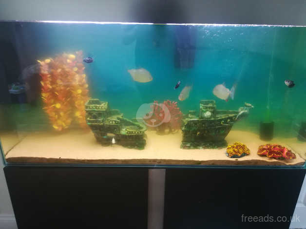 Ciano Emotions Pro 120 Aquarium And Cabinet In Taunton On Freeads