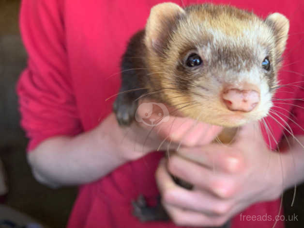 Ferrets for sale north hot sale yorkshire