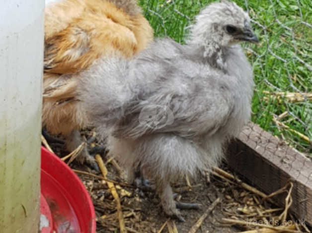 Silkie Chickens In Durham On Freeads Classifieds Silkie Classifieds