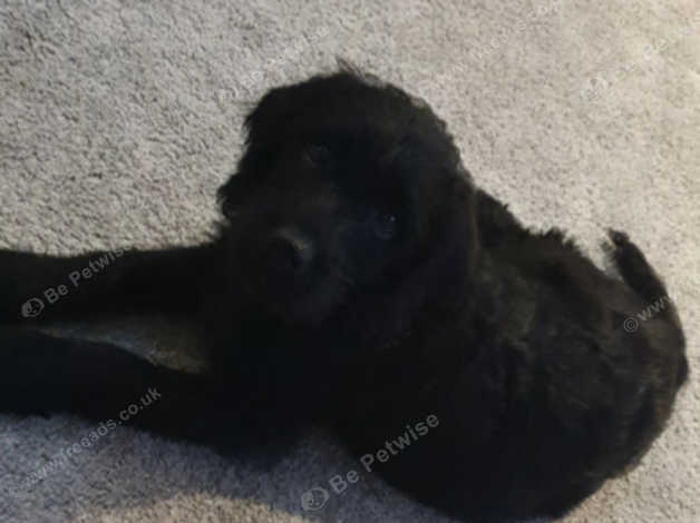 Labrador In Burton On Trent De14 On Freeads Classifieds Labrador