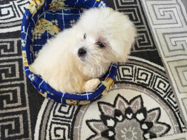 Maltese for hot sale adoption near me