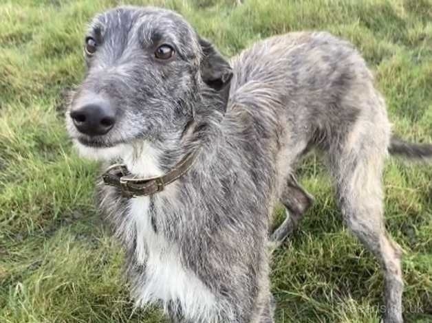 Deerhound puppies for sale uk hot sale kennel club