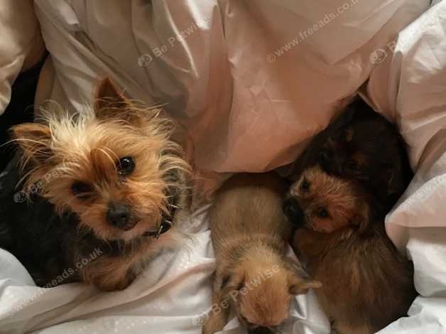 Yorkshire Terrier Mini X Shihtzu Puppies In Southport On Freeads