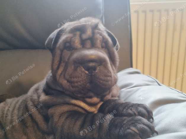 Long haired shar shop pei for sale