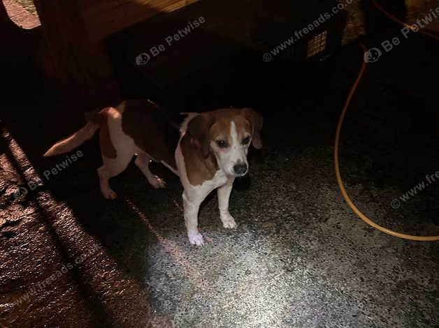 Lemon drop best sale beagle for sale