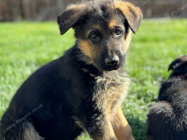 Simply The Best, One Of A Kind German Shepherd Puppies To Suit Your ...