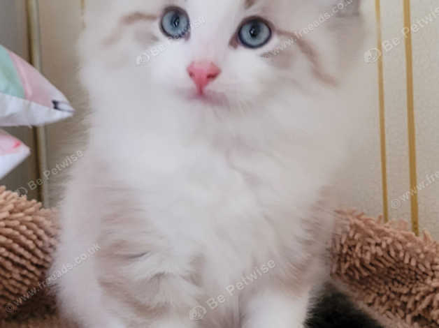 Siberian cross best sale kittens for sale