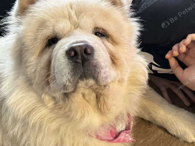 Chow Chow Female Absolutely Stunning in Shawbury on Freeads Classifieds ...