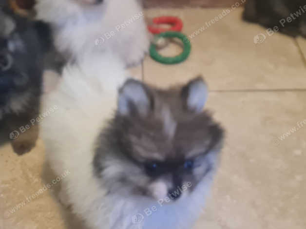 Cheap pomeranian puppies for 2024 sale