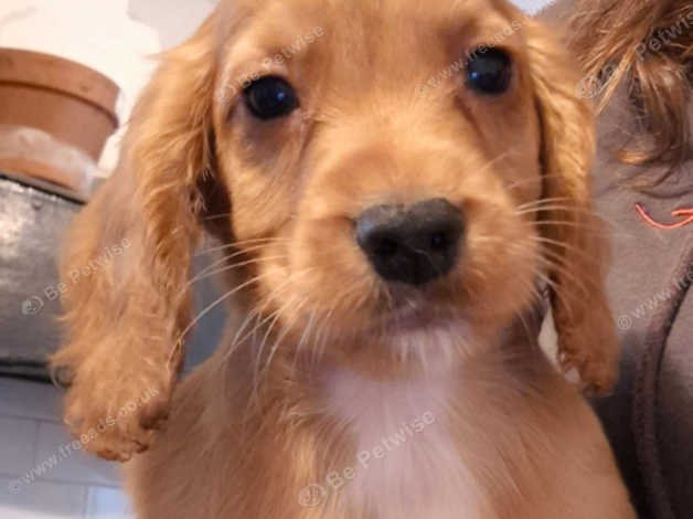 Cocker Spaniel Puppies and Dogs for sale in Rugby Freeads