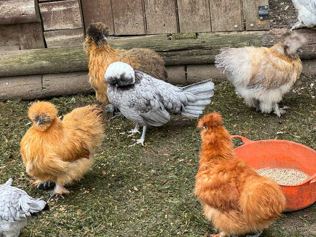 Various Pol Hens Hybrids And Polish Silkies Pekin in Wimborne BH21 on ...