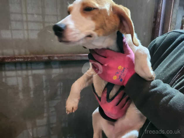 4 week sale old beagle puppies