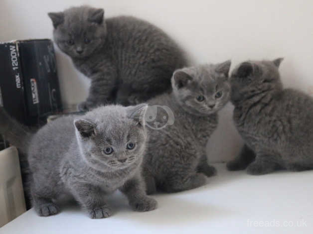 Pure British Shorthair Kittens Gccf Registered Greenwich In