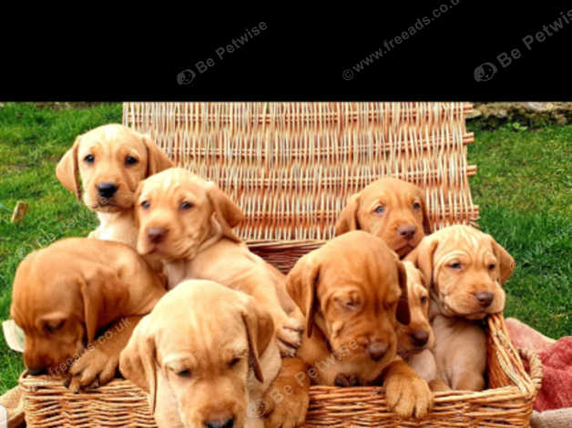 Stunning Vizslador X Wire Haired Vizsla Puppies In South Molton On