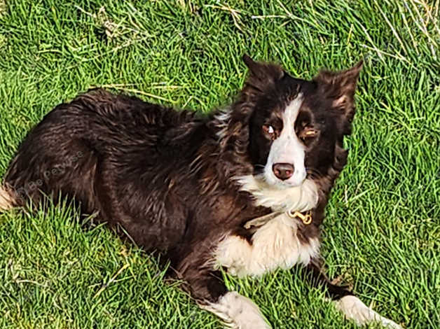 Beautiful Litter Border Collie Pups in Alnwick NE66 on Freeads ...