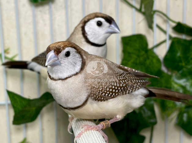 Beautiful Pairs Of Owl Finches(bicheno's) In Sheffield On Freeads ...