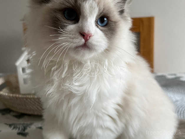 Ragdoll mix kittens near clearance me