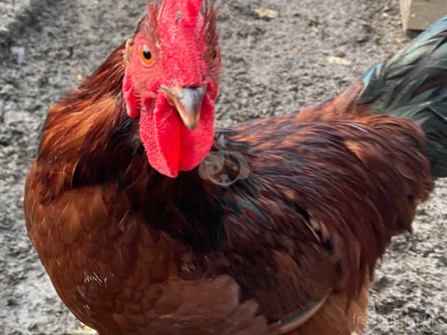 Free 22 week cockerel in Rhondda Cynon Taf