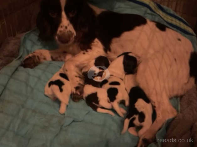 Black and white springer spaniel puppies hot sale for sale