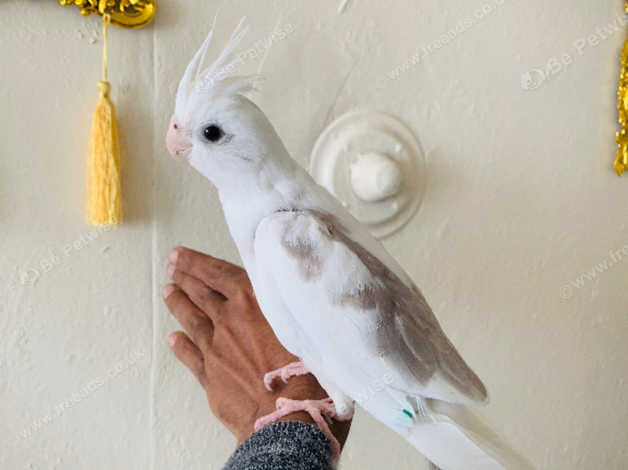 Patchless 2024 cockatiel bird