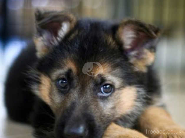 German Shepherd Black And Tan Short Hair Male Female Ni In