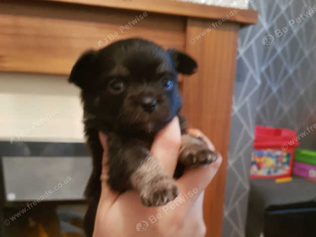 Chihuahua Puppies For Sale Long Haired Variety In Dewsbury Wf12 On